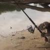 Koala Fishing